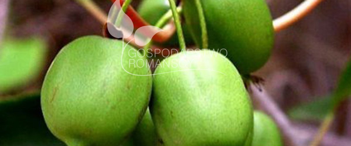 Лохина високоросла Жимолость їстівна Ожина без шипів Актинідія коломікта Великоплідна журавлина, саджанці Польща 01