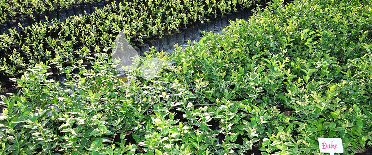 Лохина високоросла Жимолость їстівна Ожина без шипів Актинідія коломікта Великоплідна журавлина, саджанці Польща 08