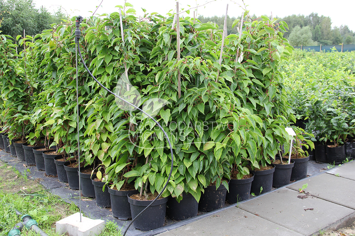 Актинідія коломікта