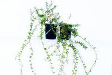 журавлина Великоплідна