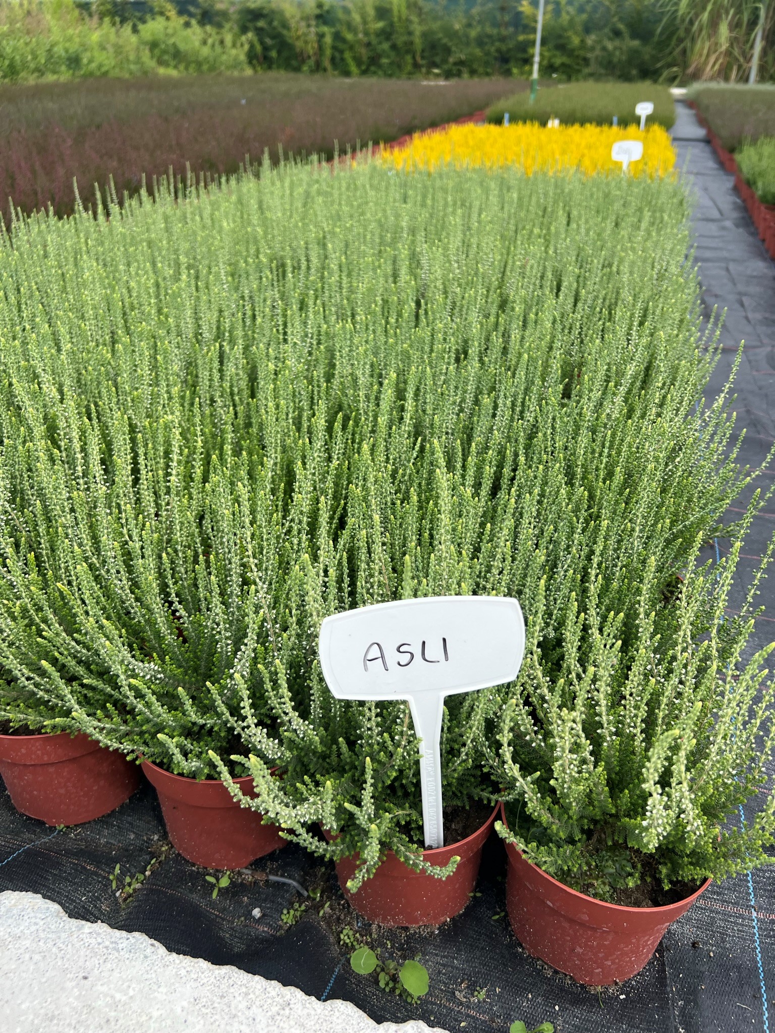 саджанці вересу