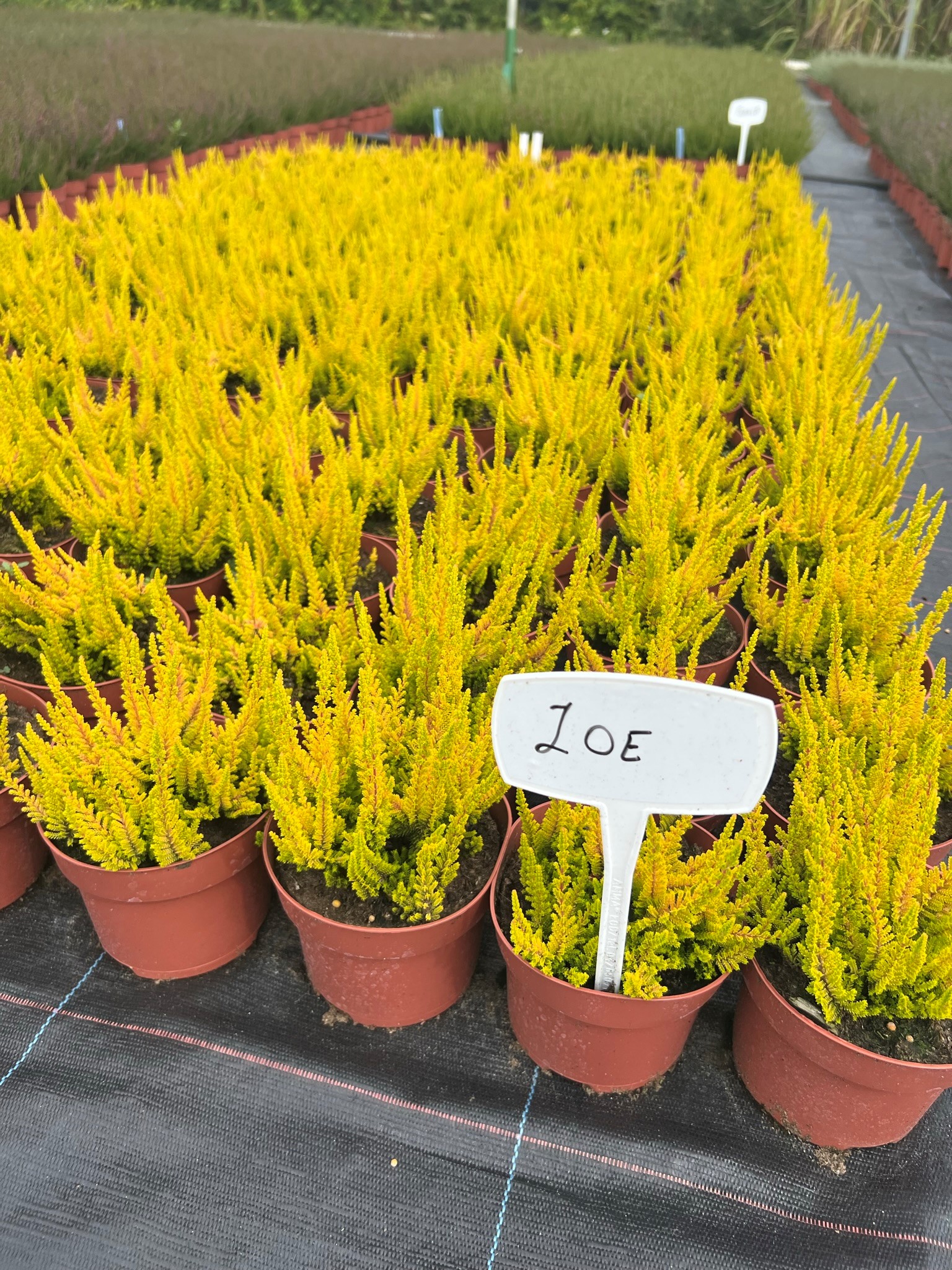 саджанці вересу